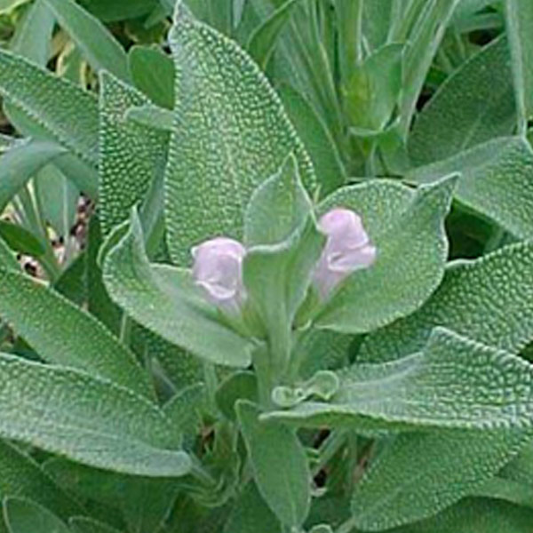 E.I.E SALVIA