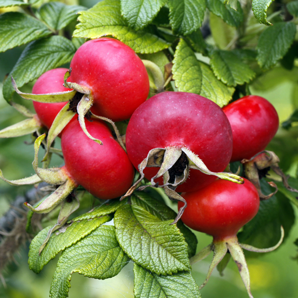 E.I.E ROSA CANINA
