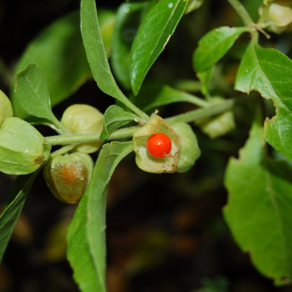 E.I.E WITHANIA